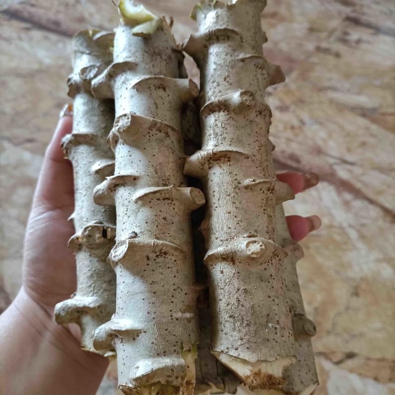 面包木薯种苗食用面包木薯