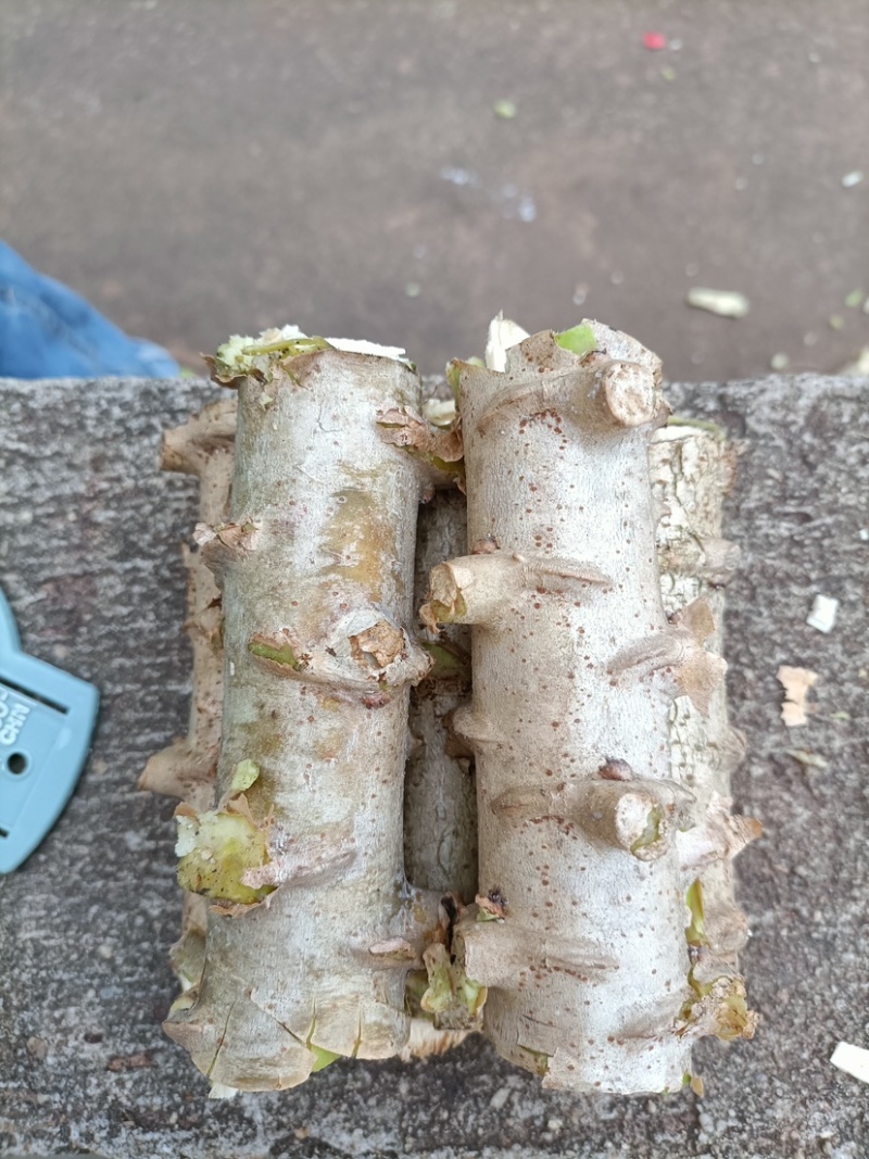 面包木薯种苗食用面包木薯