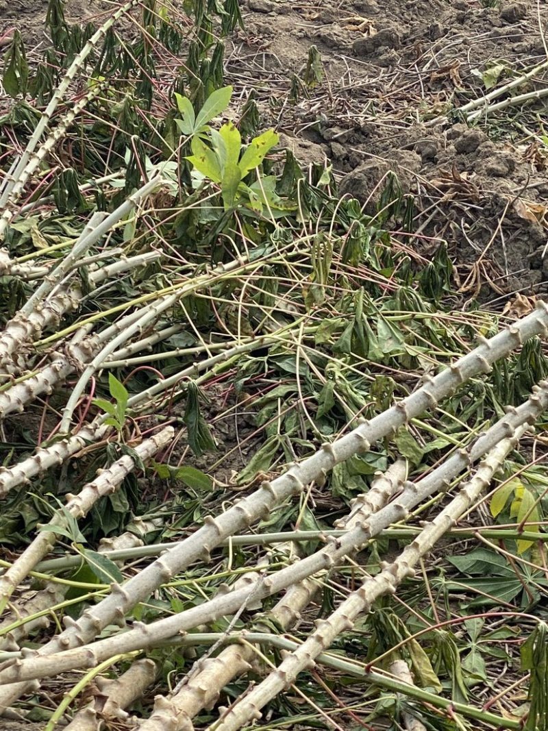 面包木薯种苗食用面包木薯