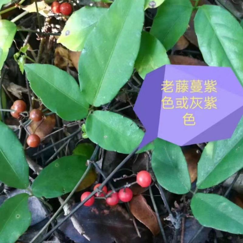 产地小叶紫藤三叶青苗，釆用母本藤育苗，基地直发，全国批发