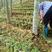 小叶紫藤三叶青药材苗，仿野生育苗，提供枝术指导