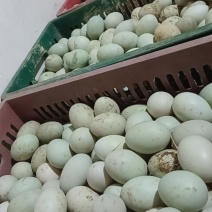 鲜鸭蛋