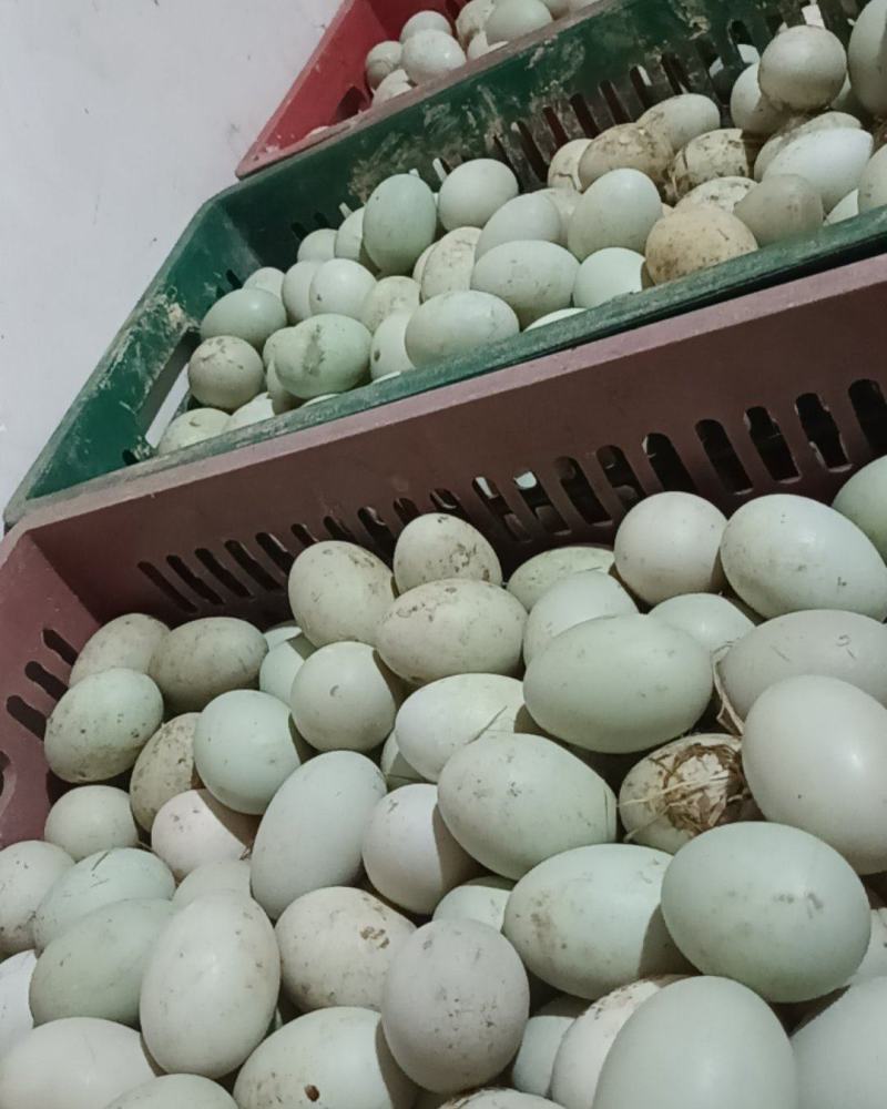 鲜鸭蛋