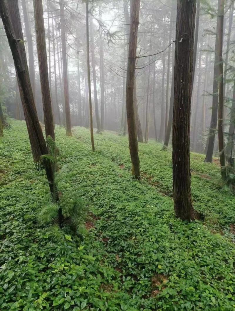 产地小叶紫藤三叶青苗，釆用母本藤育苗，基地直发，全国批发