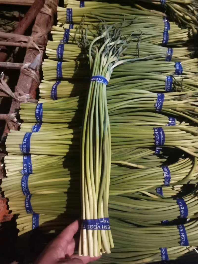 精品蒜薹红帽蒜薹金乡产地直供质量保证欢迎来电