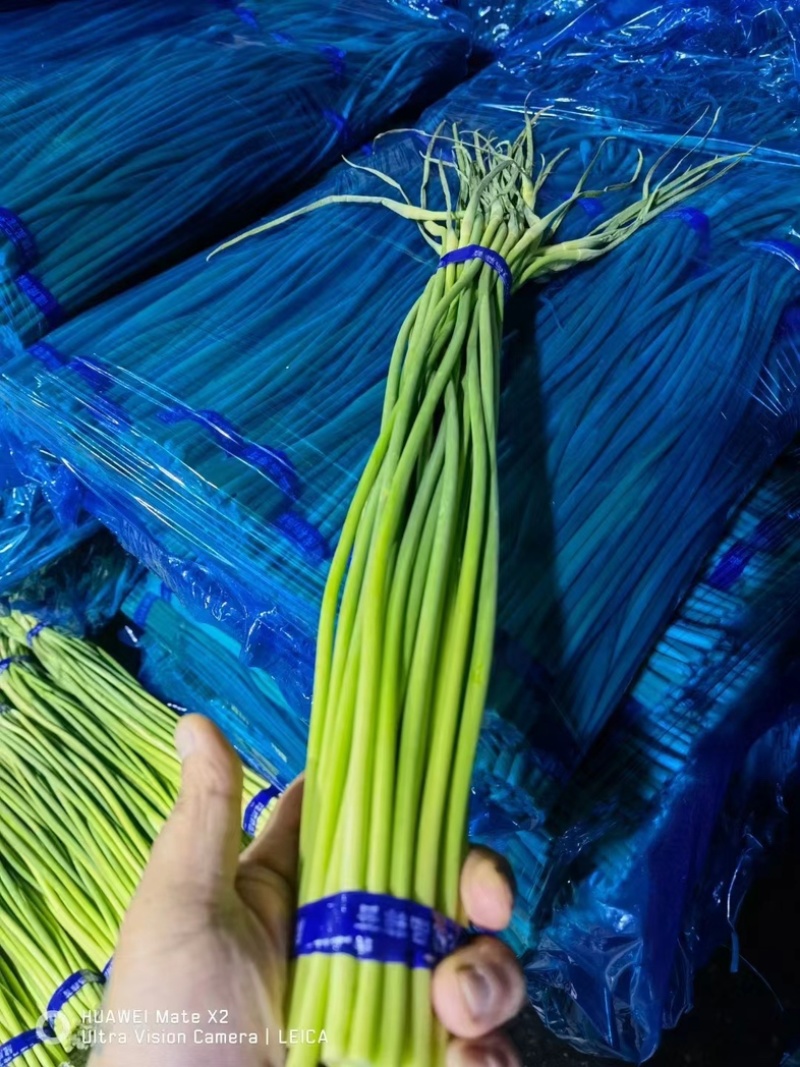 精品蒜薹红帽蒜薹金乡产地直供质量保证欢迎来电