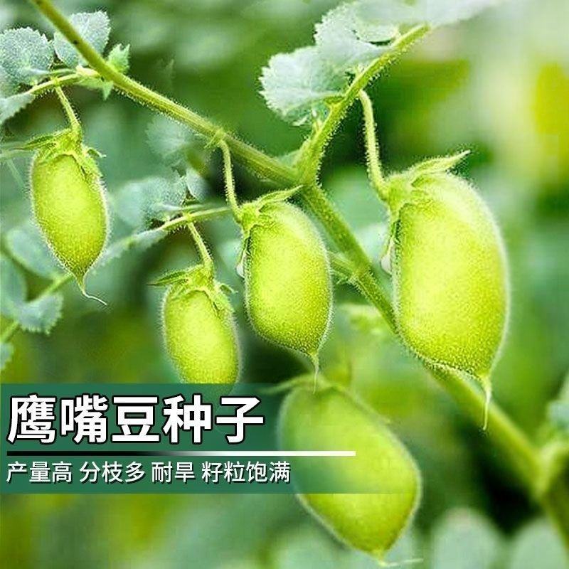 鹰嘴豆种子新疆农家蔬菜种孑可食用阳台庭院盆栽桃豆种籽四季