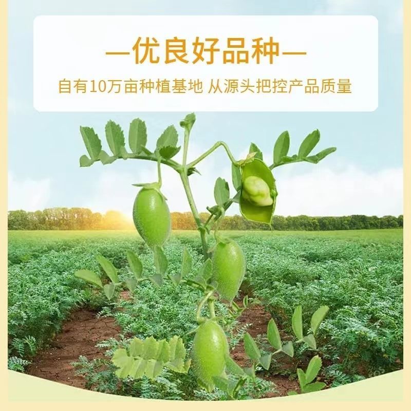 鹰嘴豆种子新疆农家蔬菜种孑可食用阳台庭院盆栽桃豆种籽四季
