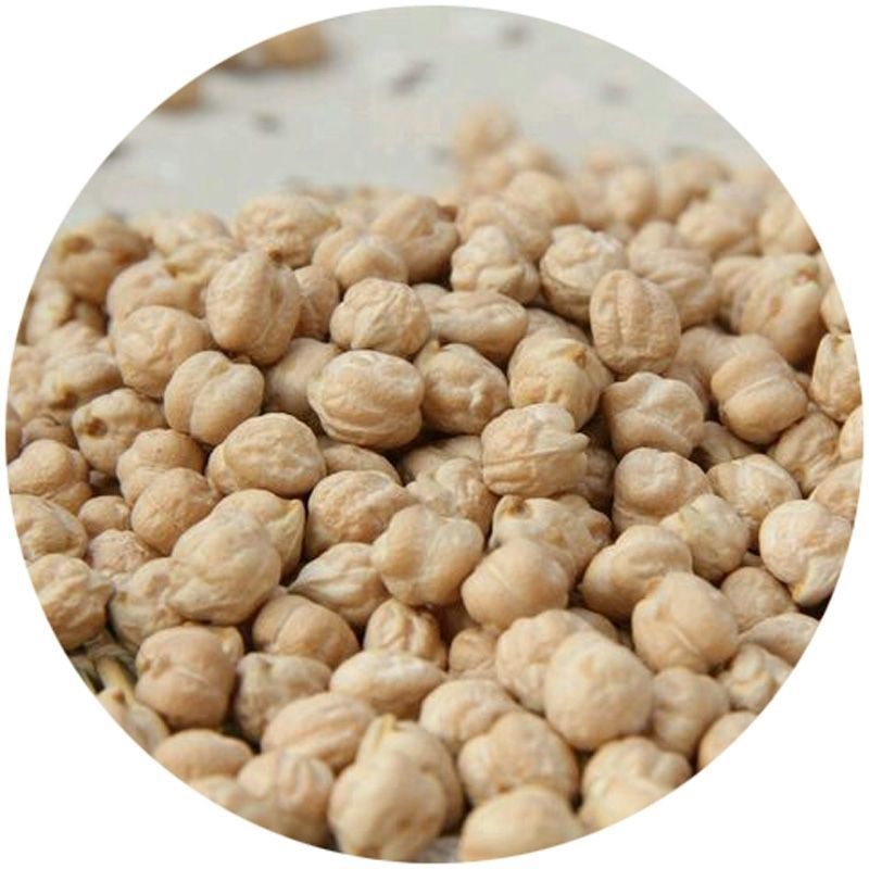 鹰嘴豆种子新疆农家蔬菜种孑可食用阳台庭院盆栽桃豆种籽四季