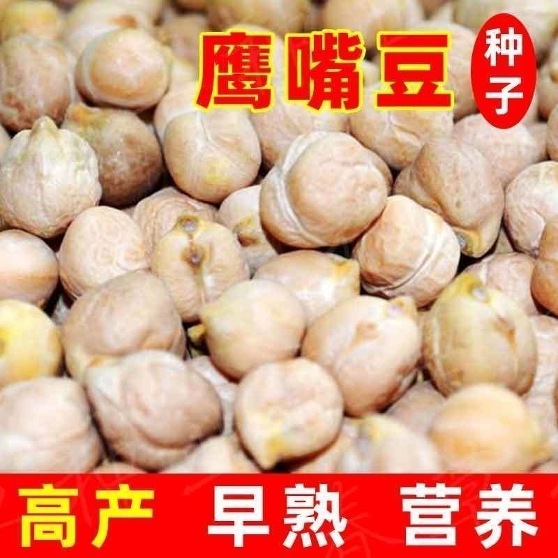鹰嘴豆种子新疆农家蔬菜种孑可食用阳台庭院盆栽桃豆种籽四季