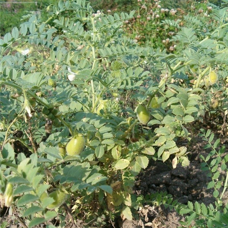 鹰嘴豆种子新疆农家蔬菜种孑可食用阳台庭院盆栽桃豆种籽四季