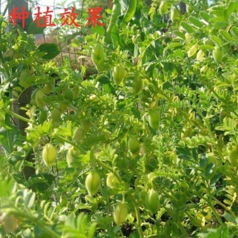 鹰嘴豆种子新疆农家蔬菜种孑可食用阳台庭院盆栽桃豆种籽四季