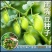 鹰嘴豆种子新疆农家蔬菜种孑可食用阳台庭院盆栽桃豆种籽四季