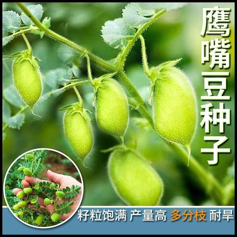 鹰嘴豆种子新疆农家蔬菜种孑可食用阳台庭院盆栽桃豆种籽四季