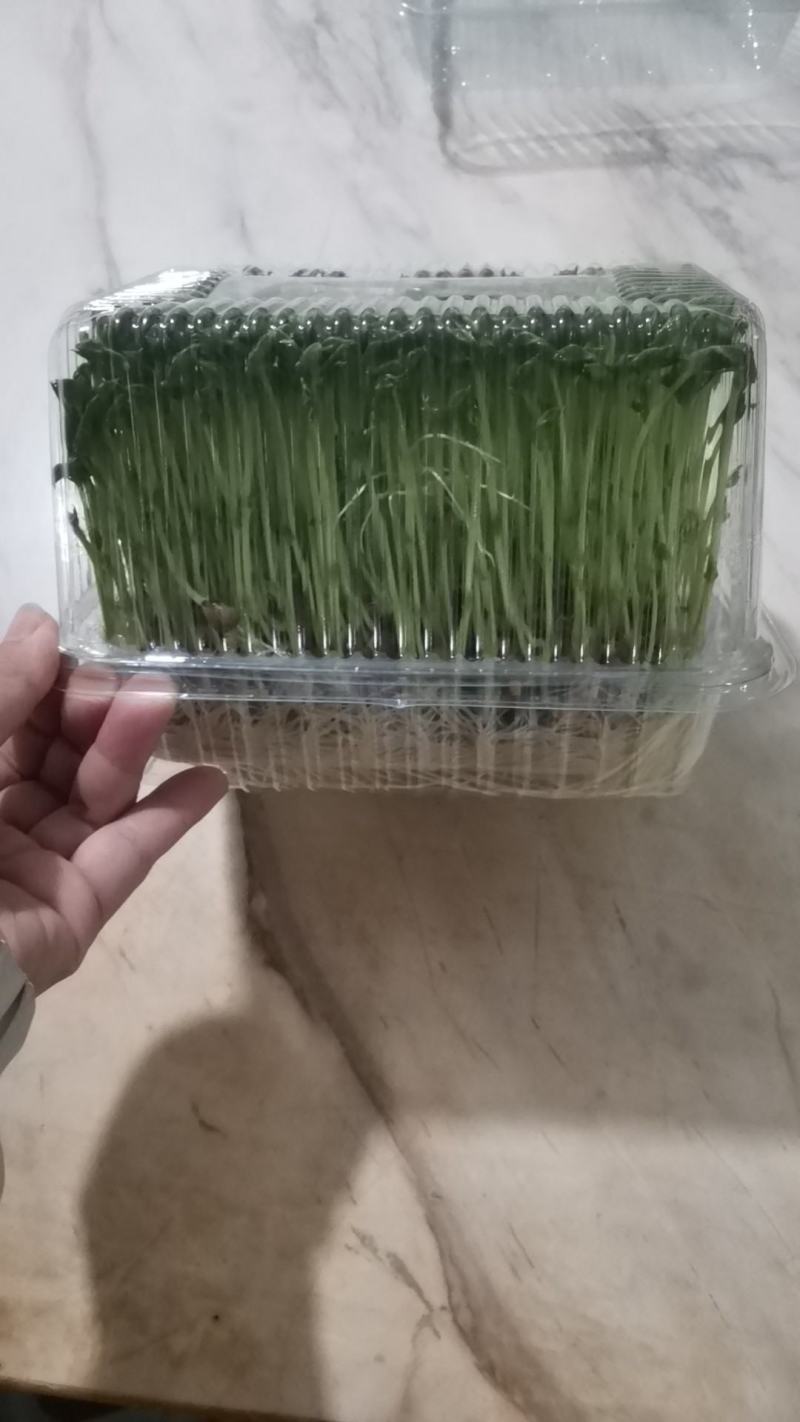精品活体豌豆苗，可发活体，可发剪好的