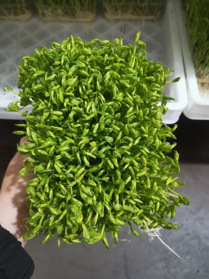 精品活体豌豆苗，可发活体，可发剪好的
