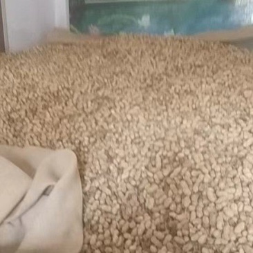 带壳儿干花生出货快，干货，1000吨货。