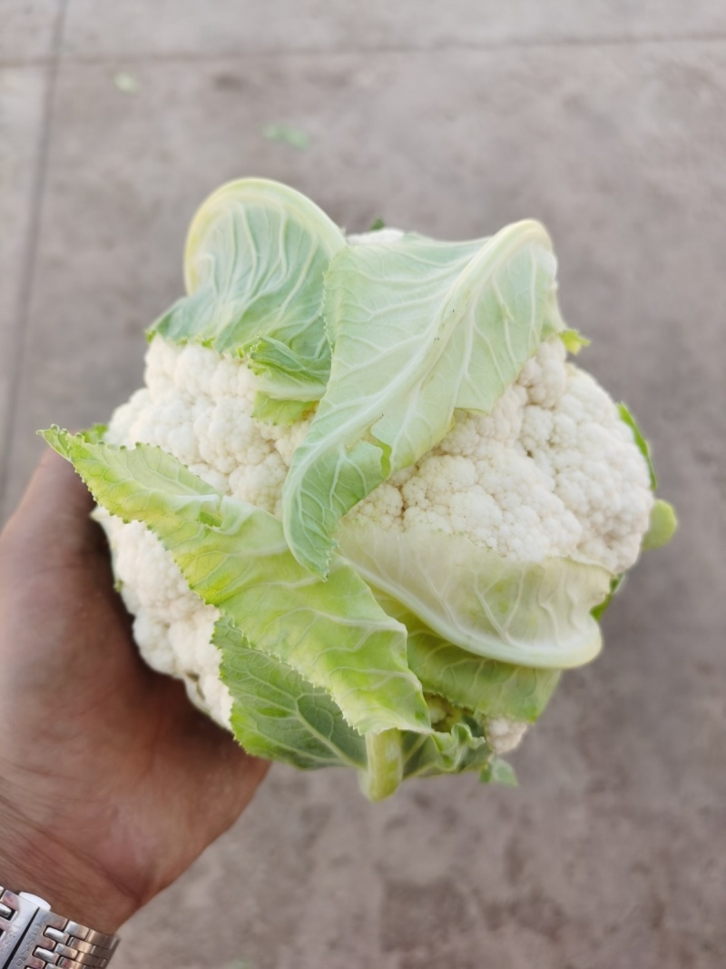 精品紧花菜大量上市货源充足口感好欢迎客商咨询