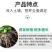 根多生生根壮苗剂复合生根原粉预防根腐枯萎快速生根救根