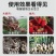 根多生生根壮苗剂复合生根原粉预防根腐枯萎快速生根救根