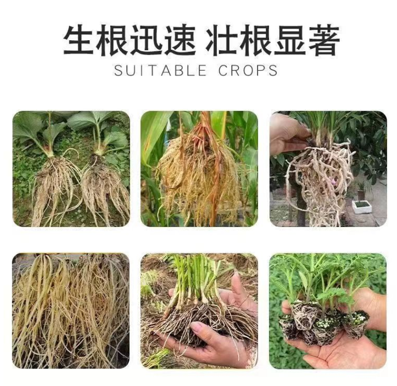 根多生生根壮苗剂复合生根原粉预防根腐枯萎快速生根救根