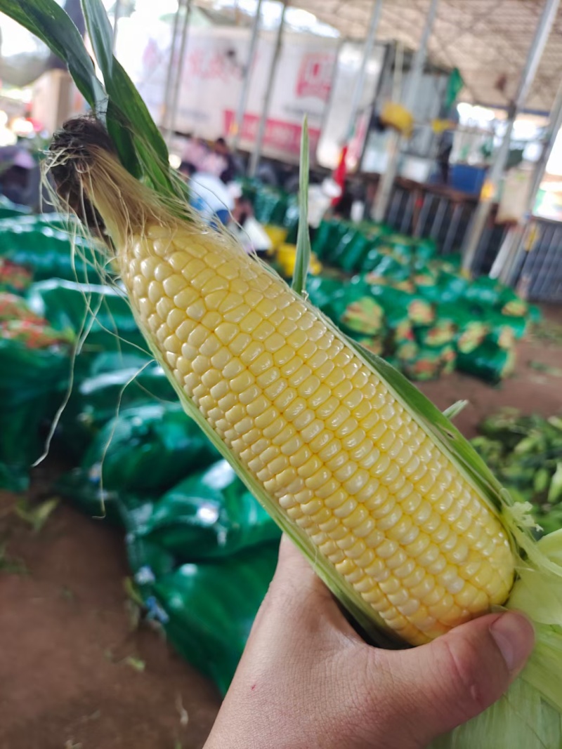 新鲜玉米产地直供