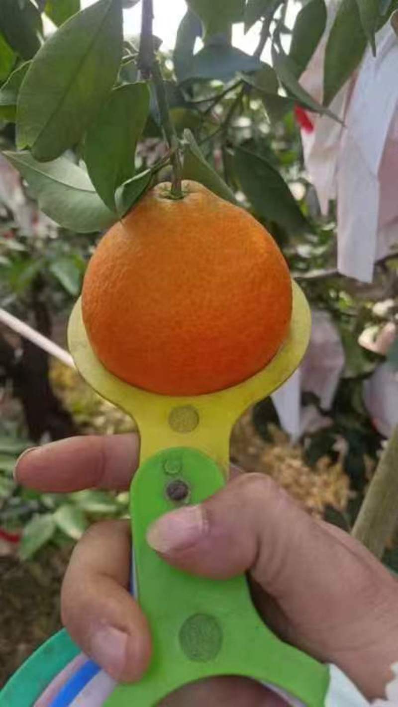 精品爱媛果冻橙货源充足量大从优质量保证皮薄多汁
