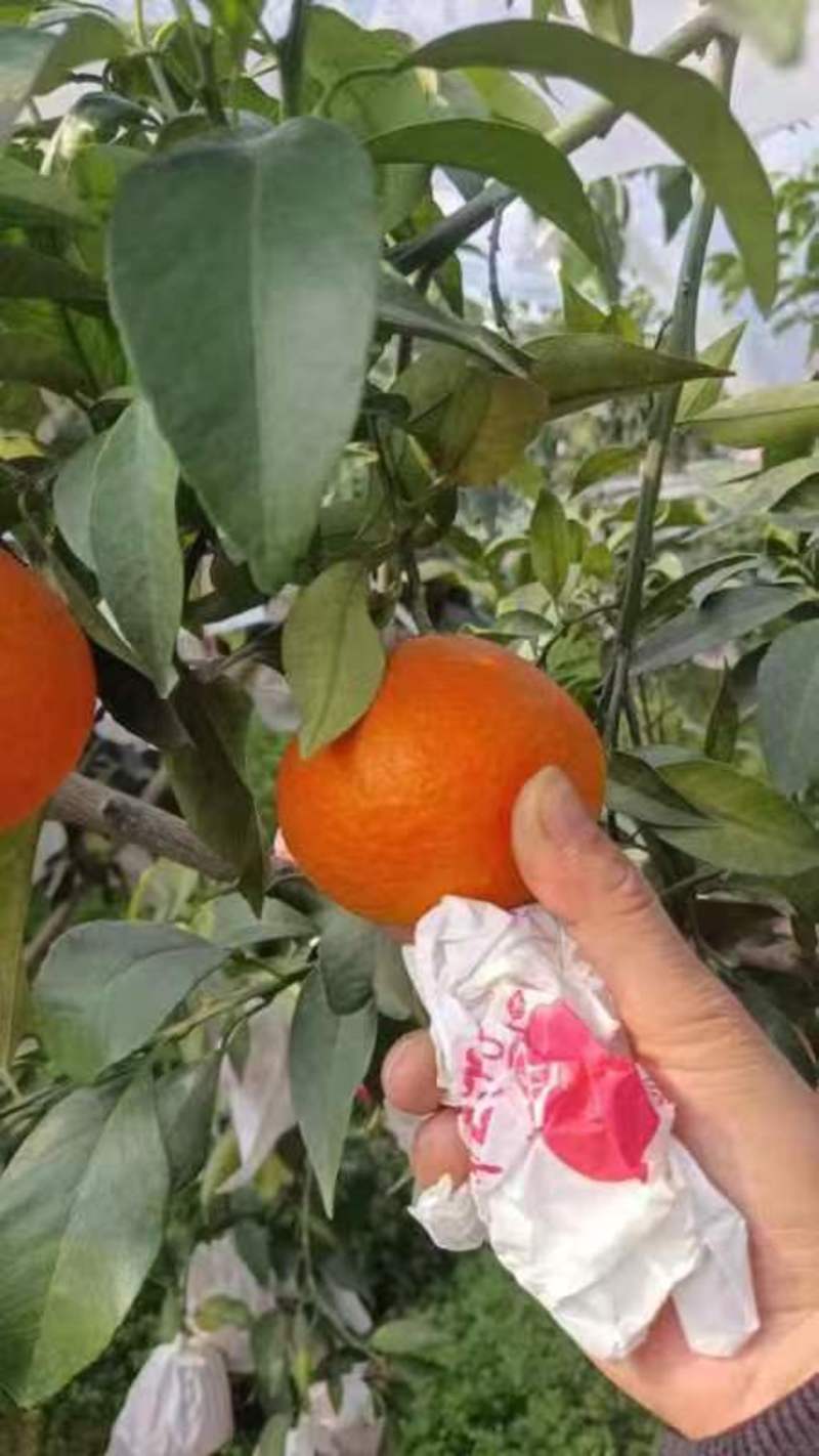 精品爱媛果冻橙货源充足量大从优质量保证皮薄多汁