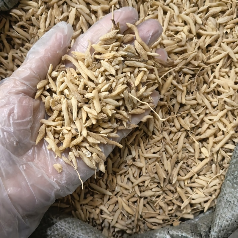 麦冬5号筛子下面的山麦冬实图拍摄物美价廉