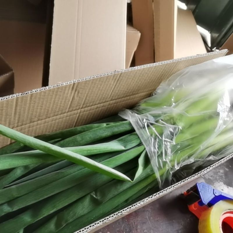 新鲜大葱现在大量有货品质保障货量充足量大从优
