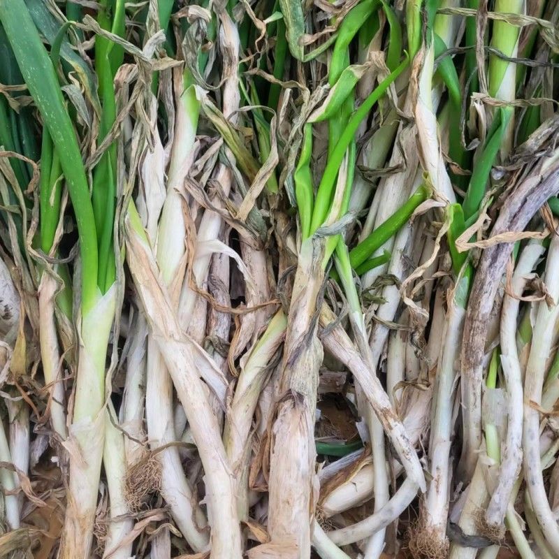 新鲜大葱现在大量有货品质保障货量充足量大从优