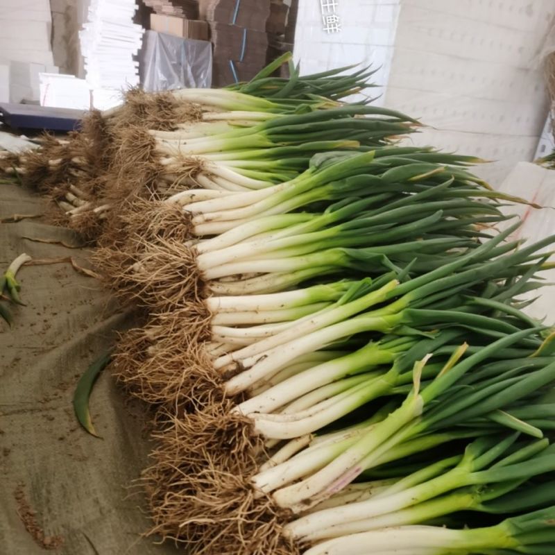 新鲜大葱现在大量有货品质保障货量充足量大从优