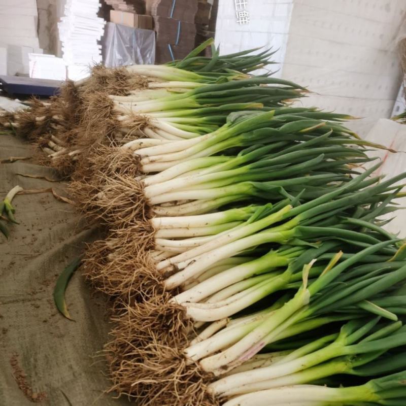 新鲜大葱现在大量有货品质保障货量充足量大从优