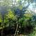 新采新种籽鸡爪槭种子鸡爪枫种子小叶鸡爪槭种子林木