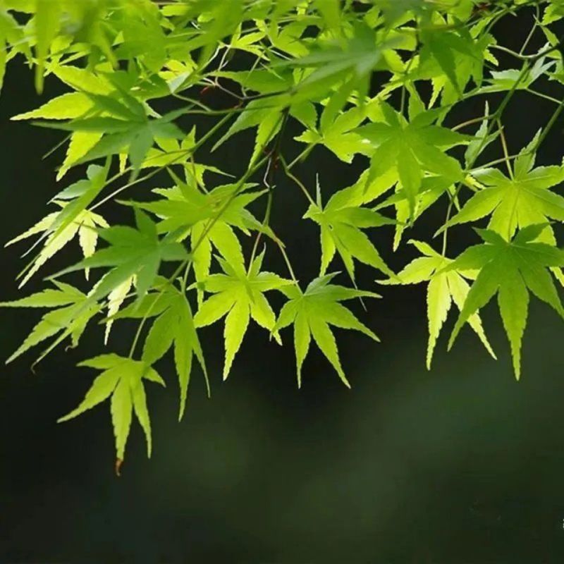 新采新种籽鸡爪槭种子鸡爪枫种子小叶鸡爪槭种子林木
