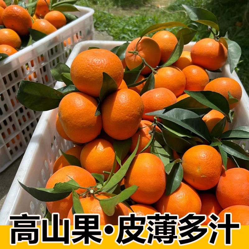 【实力】沃柑产地直发货源充足提供一条龙服务欢迎咨询