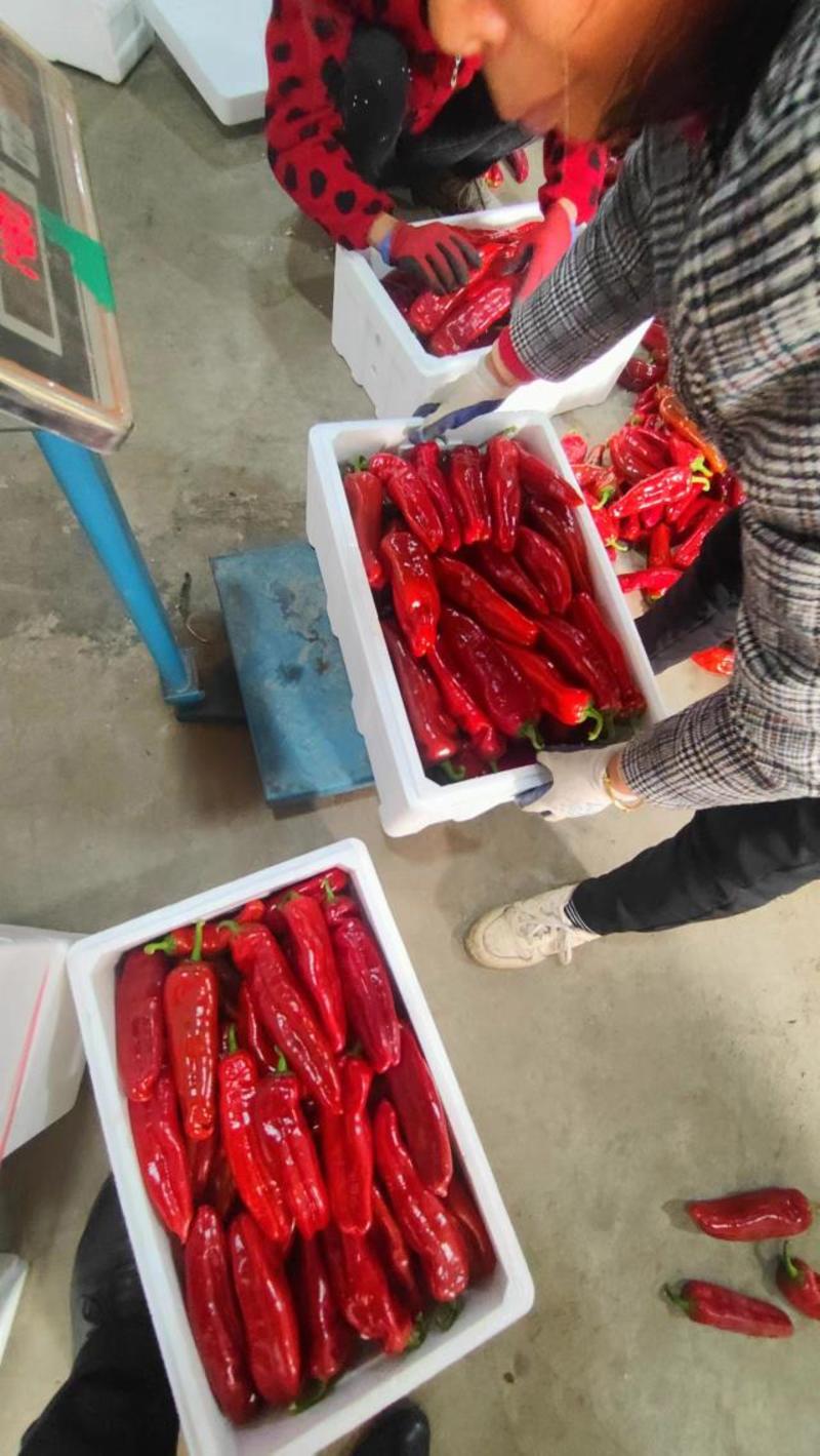 芜湖红椒，大红椒，红泡椒，红辣子，安徽红椒，和县红辣椒，