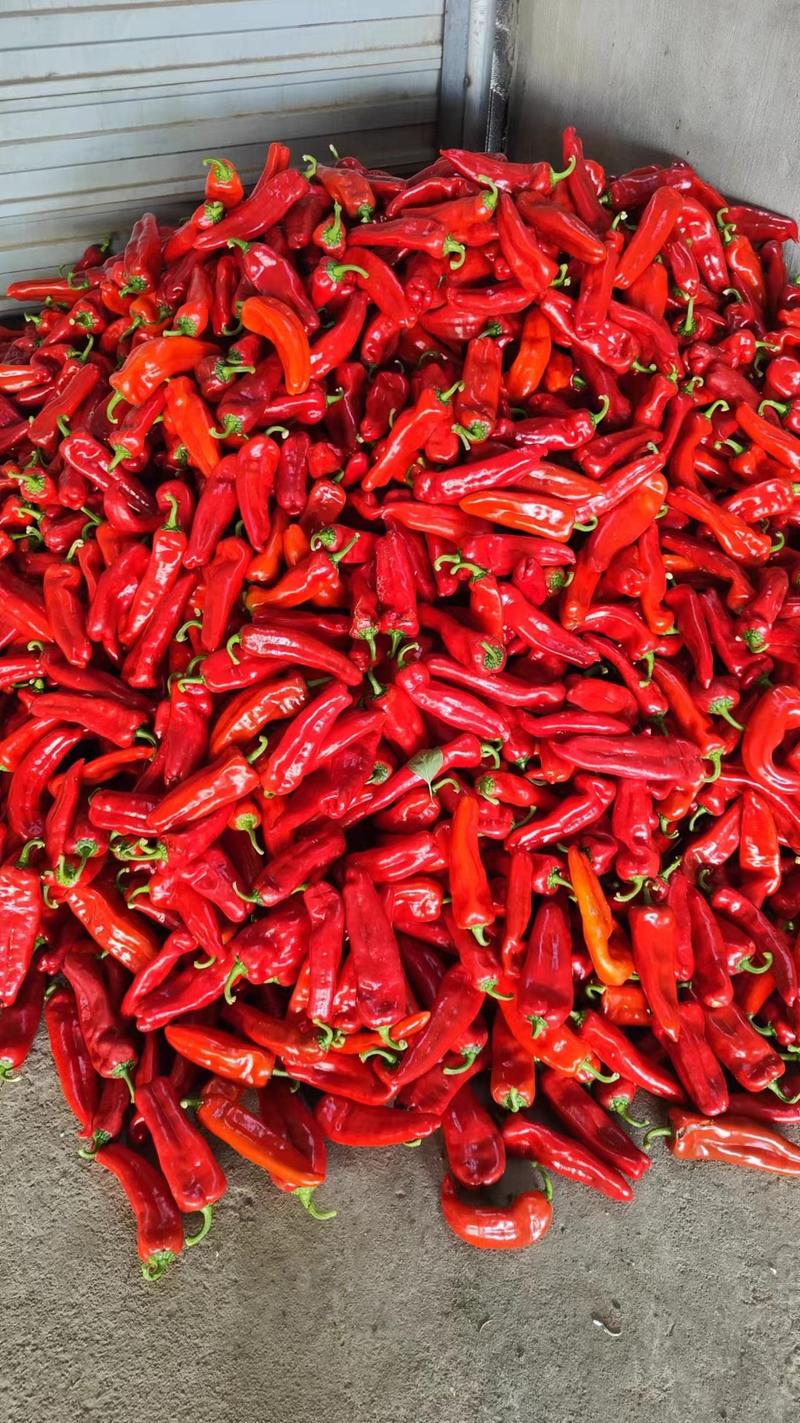 大红椒，红椒，精品安徽红椒，红辣子，产地直发，发往全国