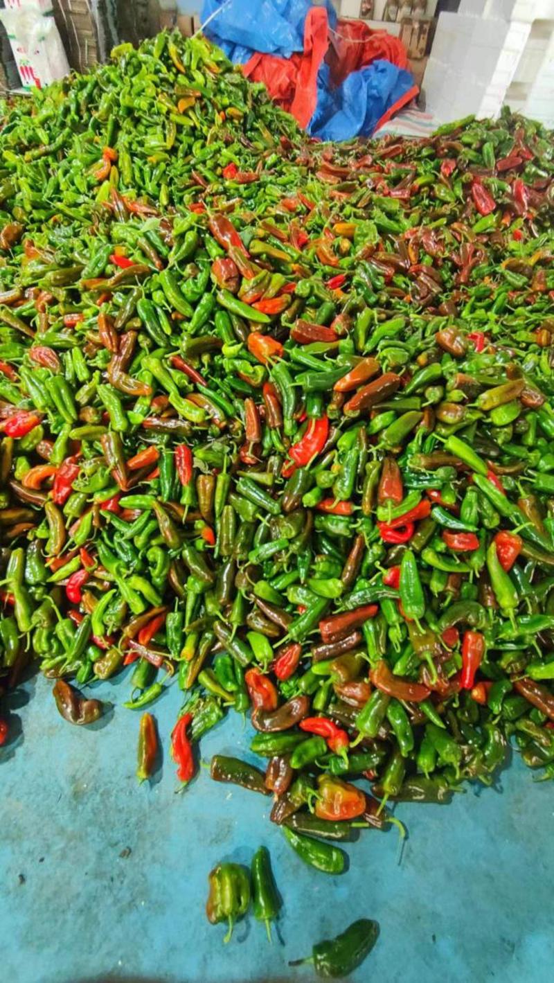 芜湖彩椒，花椒，芜湖红泡椒产地，一手货源，产地直供，直发