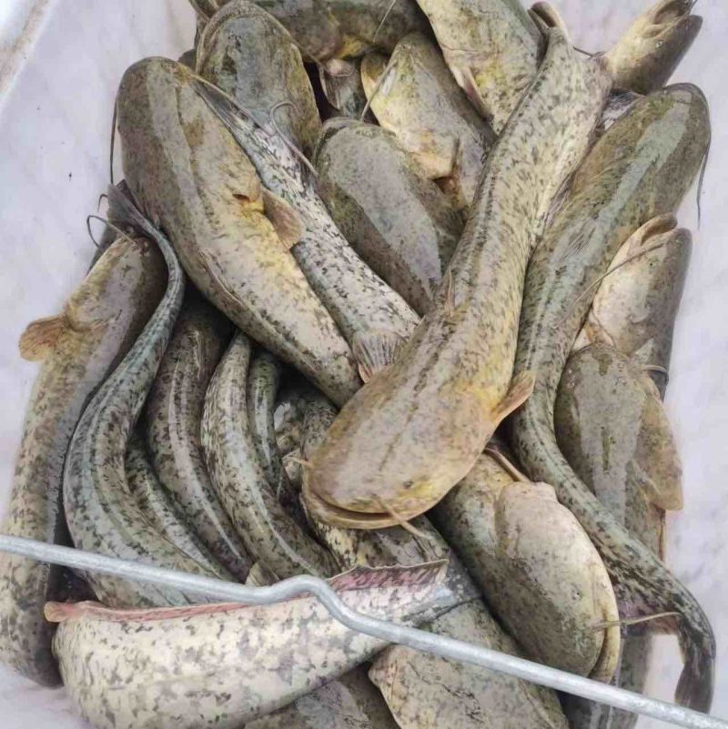 【推荐】大口鲶鱼自家养殖价格合理保质保量欢迎来电