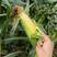 芜湖水果玉米，太阳花六号，泰系大棒子，个大皮绿，产地直发