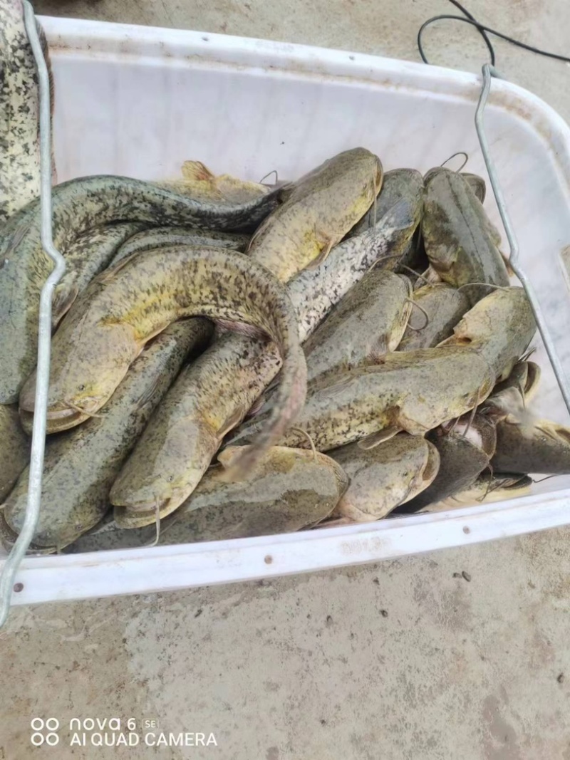 【推荐】大口鲶鱼自家养殖价格合理保质保量欢迎来电
