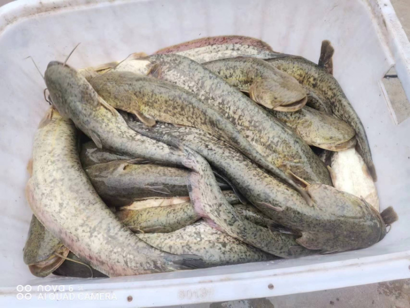 【推荐】大口鲶鱼自家养殖价格合理保质保量欢迎来电