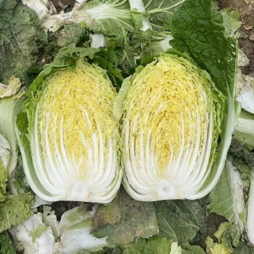 湖北白菜黄心大白菜无烧心无水边基地直供实力代发全国