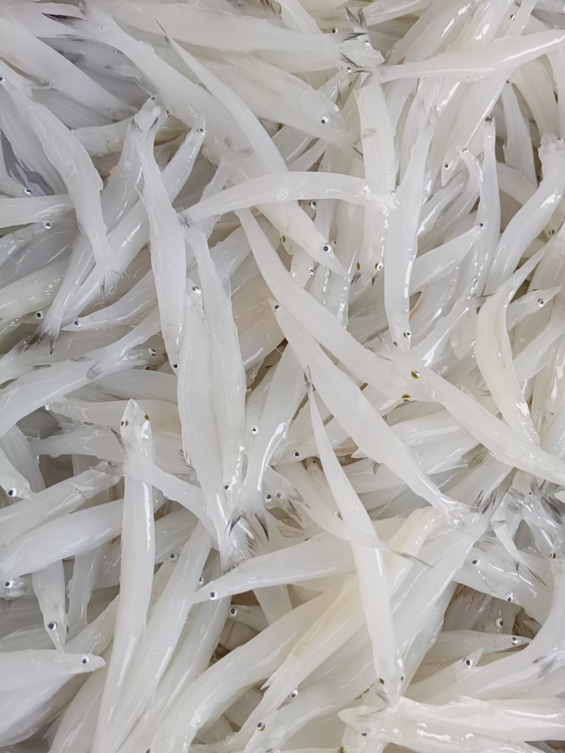 【随便对比】银鱼对接市场商超发货快有需要联系