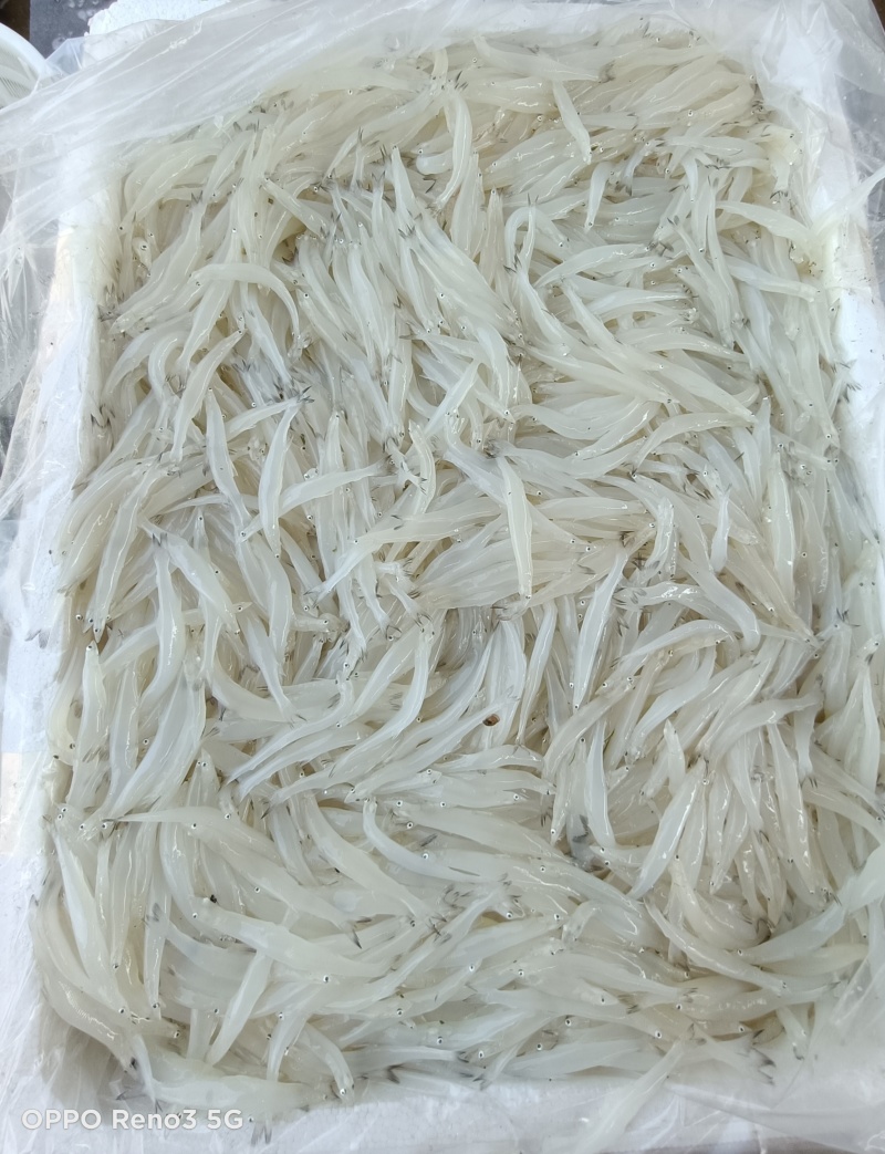 【随便对比】银鱼对接市场商超发货快有需要联系