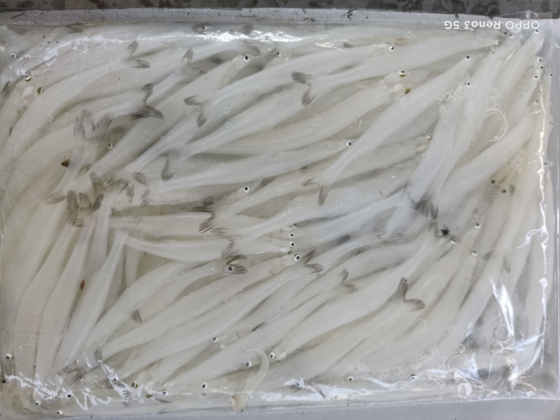 【随便对比】银鱼对接市场商超发货快有需要联系