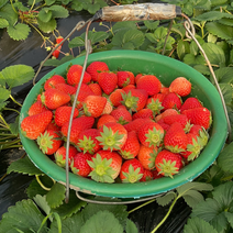 青浦白鹤自种草莓，奶油草莓，红颜草莓