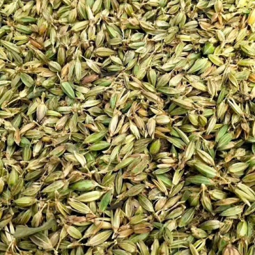 【推荐】新产知母种子种植基地一手货源全国各地发货价格稳定