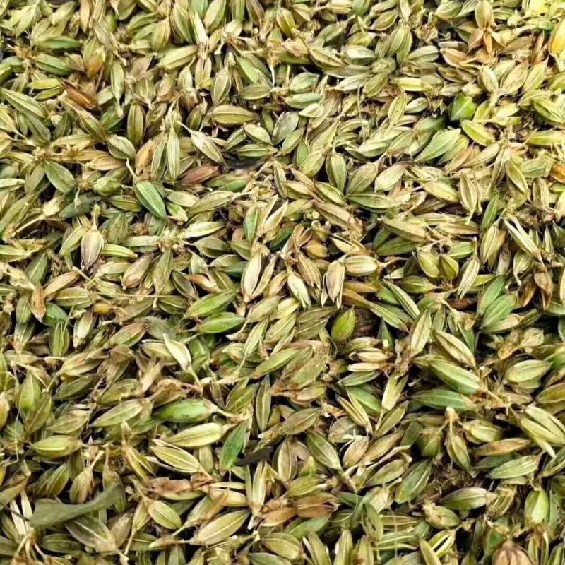 【推荐】新产知母种子种植基地一手货源全国各地发货价格稳定